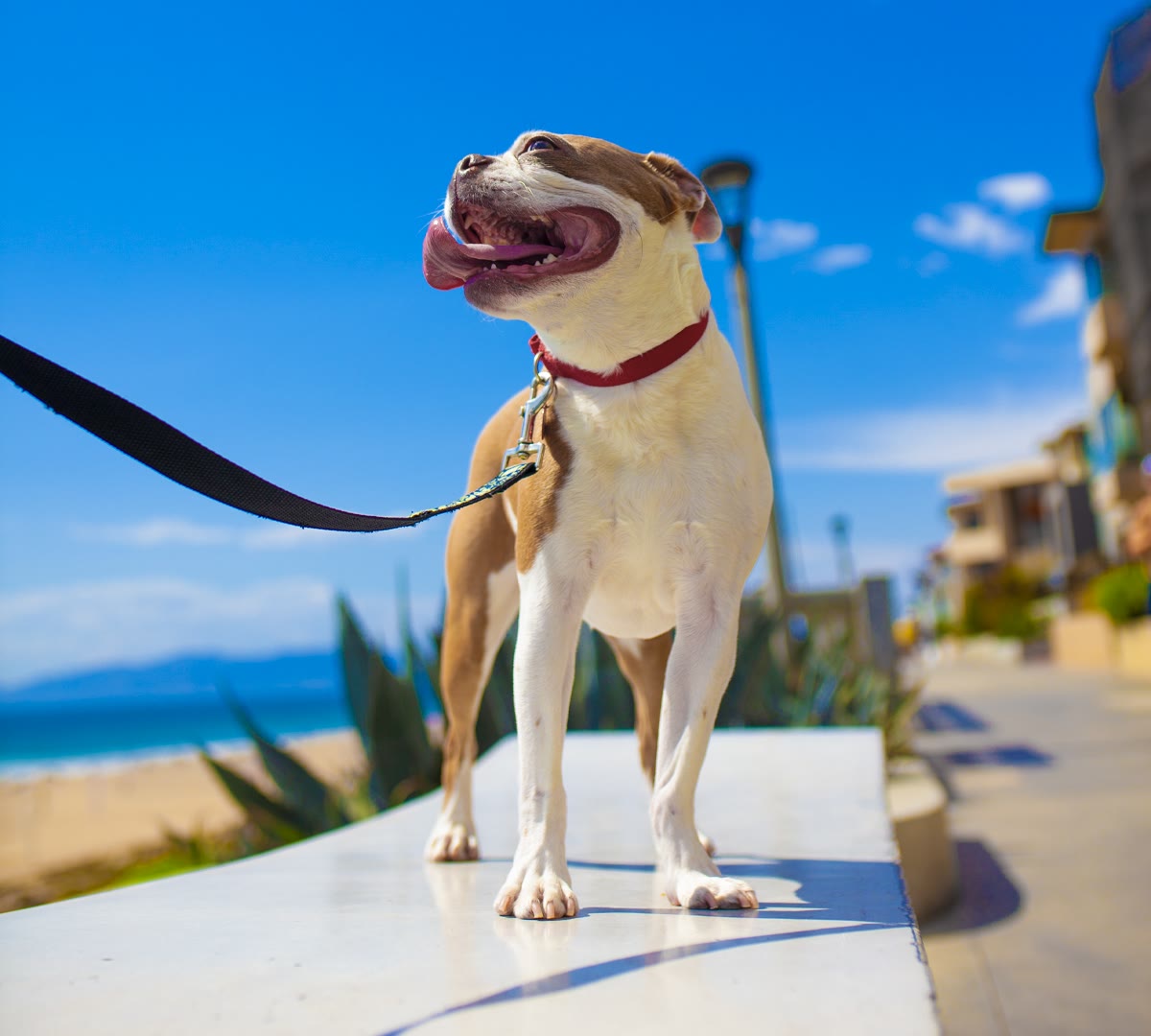 Colorful lifestyle campaign with a dog